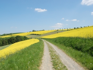 Ottensteiner Hochebene